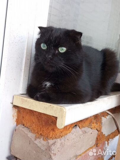 Котик бесплатно