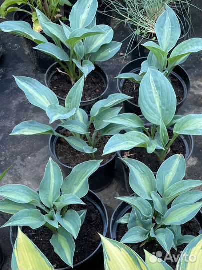 Хоста гибридная