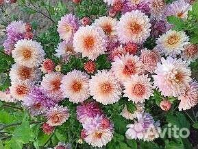 Хризантема корейская и мультифлора