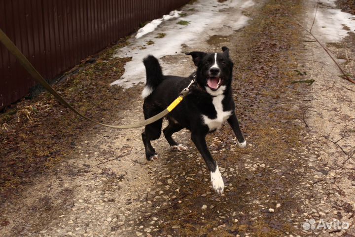 Собака в добрые руки