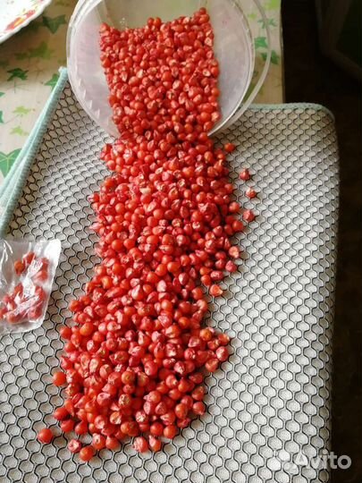 Семена, саженцы