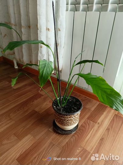 Рео.Сингониум.Аглоанема Мария, спатифиллум