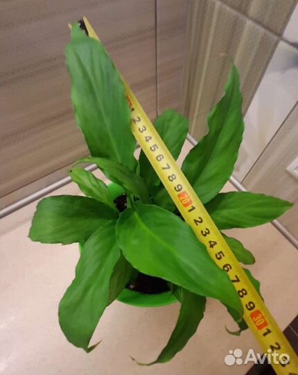 Спатифиллум