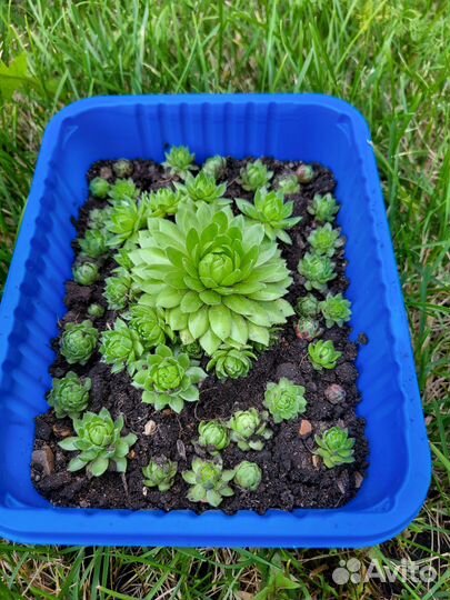 Молодило каменная роза