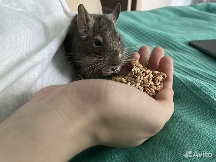 2 белки дегу (девочки) с клеткой