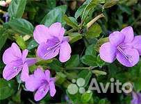 Семена комнатных цветов и растения