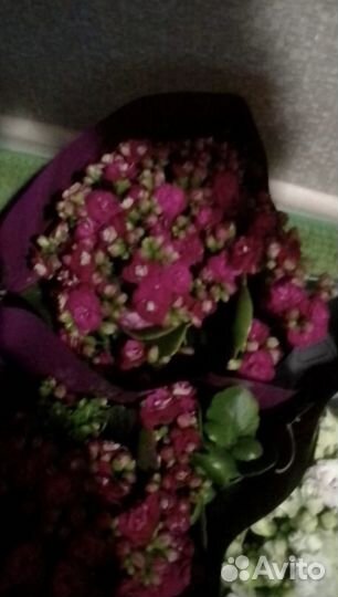 Орхидея Фаленопсис