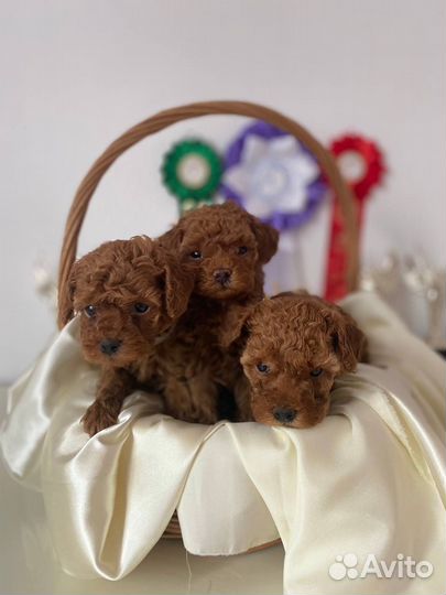 Щенки той пуделя