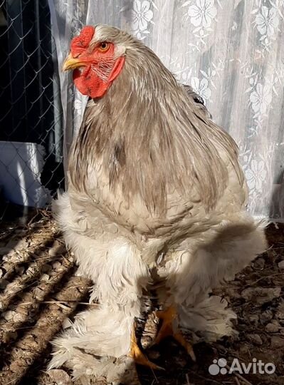 Петушок и 2 курочки брама