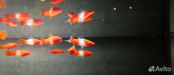 Меченосец Санта Клаус