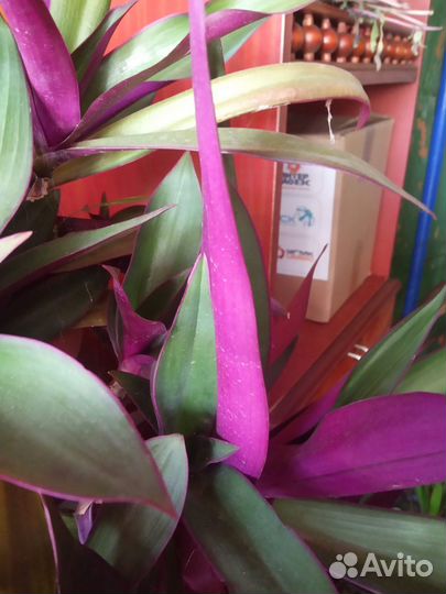 Традесканция