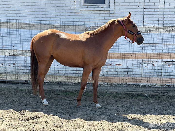 Англо-арабская