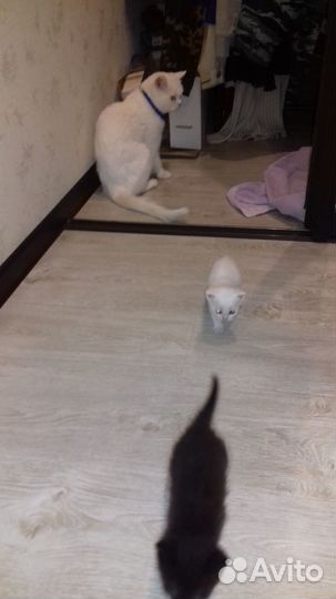 Котенок в добрые руки
