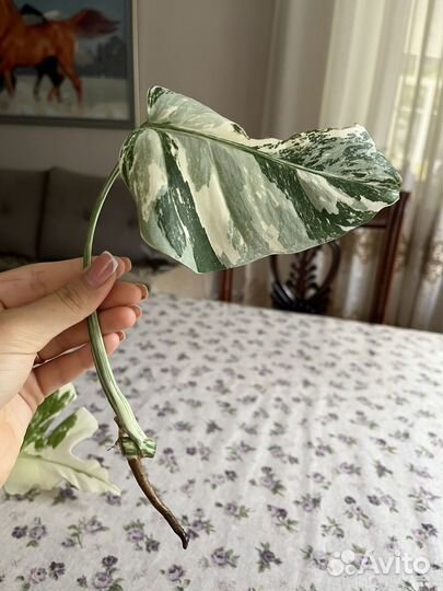 Монстера альба