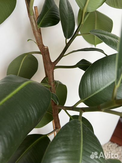 Фикус каучуковый с горшком