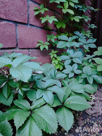 Дикий/девичий виноград