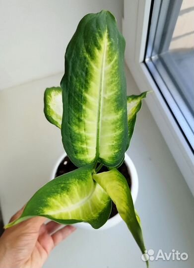 Диффенбахия Камилла цветок