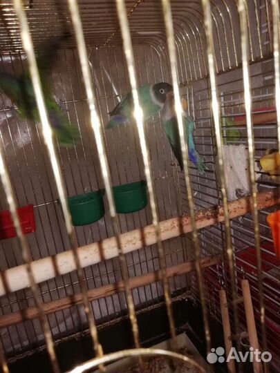 Попугай неразлучники