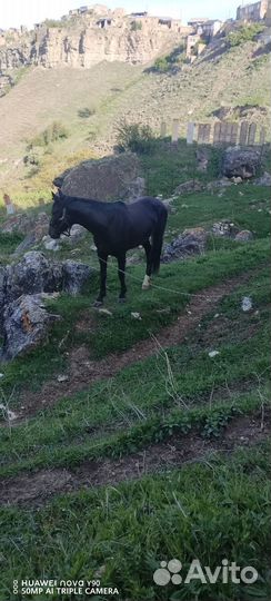 Продаётся жеребец