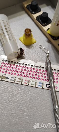 Плодные пчеломатки Карника F1