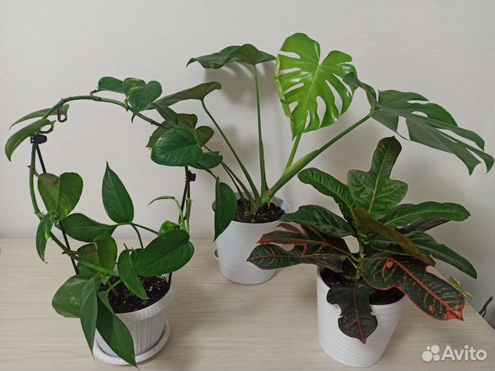 Комнатные растения в горшках