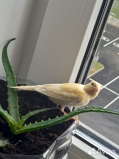 Кенара и канарейки