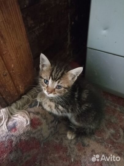 Котятки в добрые руки
