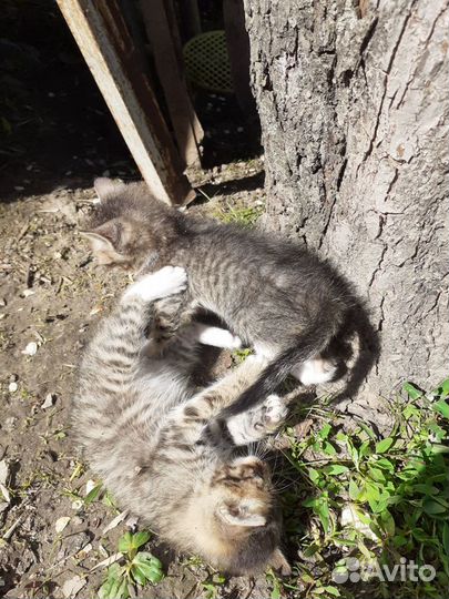 Котята в добрые руки мальчики