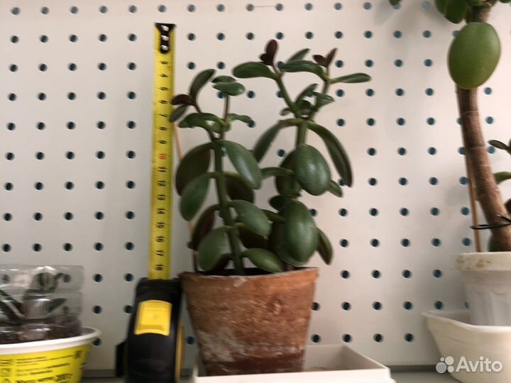 Денежное дерево