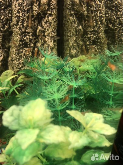 Креветки для аквариума