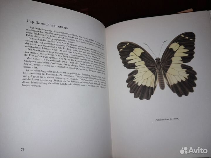 Каталог бабочек на немецком (любителям Набокова)