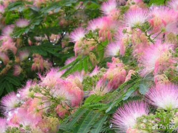 Альбиция,белая акация, хвойники, и многое другое