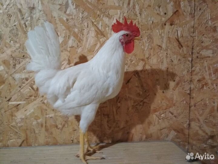 Петух для молодых курочек