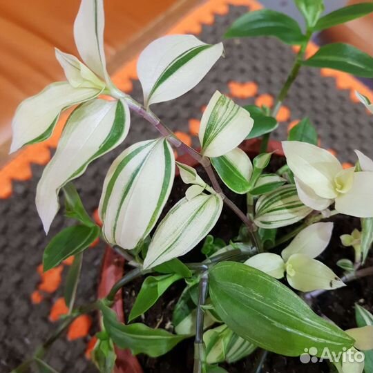 Традесканция белая