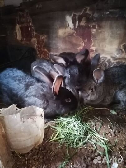 Кролики французский баран и Ризен