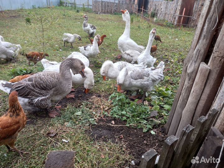 Продам гусей