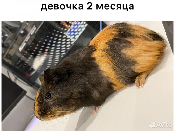 Морские свинки