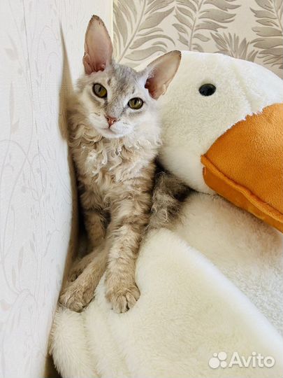 Кот