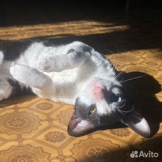 Кот в добрые руки