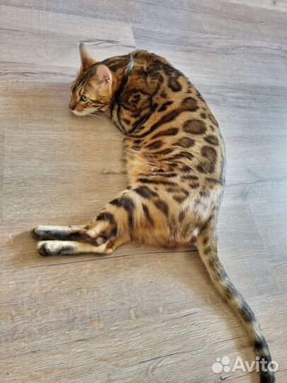 Бенгальская