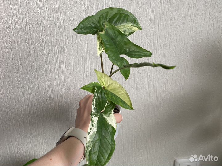 Сингониум imperial white