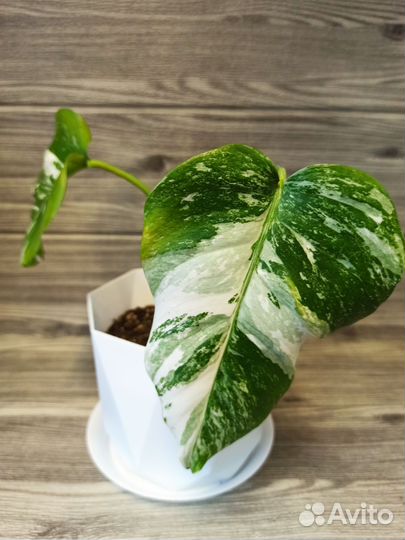 Монстера вариегатная Альба