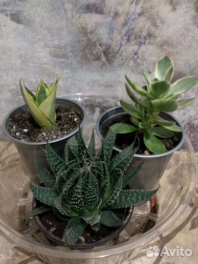 Домашние растения