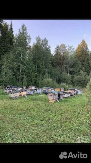 Пчелосемьи