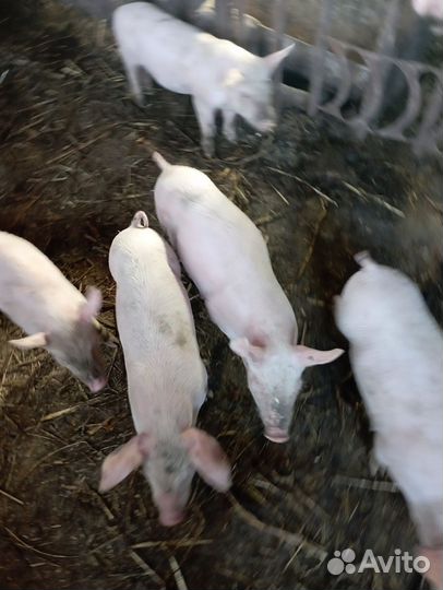 Поросята месячные ландрас-дюрок