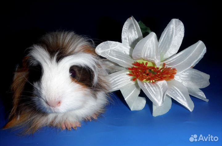 Морские свинки мерино и коронет