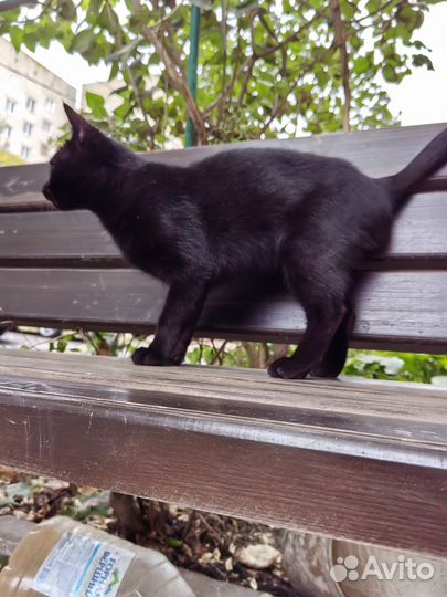 Кошки в добрые руки