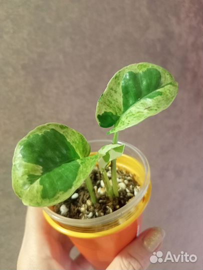 Сциндапсусы / эпипремнумы