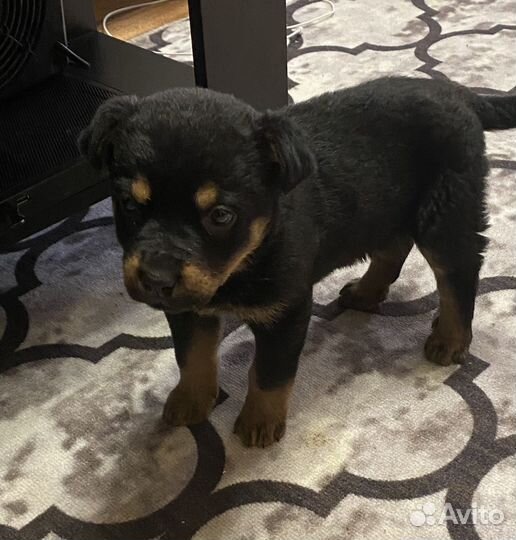 Щенок овчарки и ротвейлера