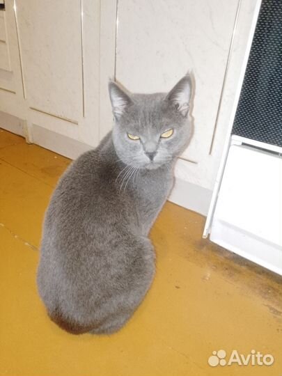 Британские кот